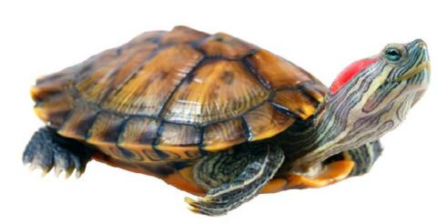 <p>What&#39;s this? </p>