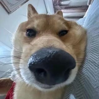 <p>这是谁的头像</p>