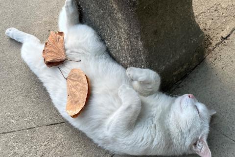 学位英语U6 vocab