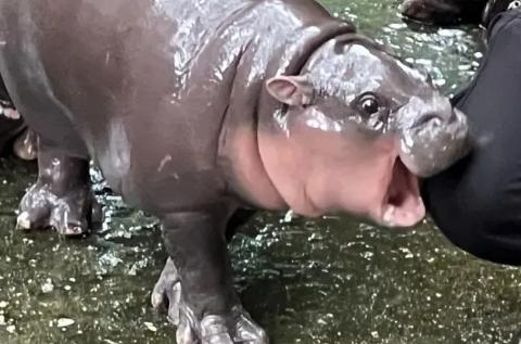 <p>This baby hippo went viral for biting people — what&#39;s her name?<span data-tex=""> </span></p>