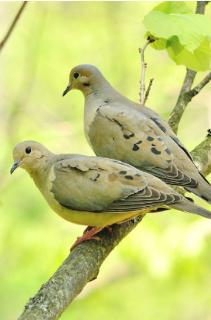 <p>This is the owls.</p>