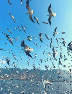 <p>昆明海埂大坝的海鸥是从哪里来的？</p>