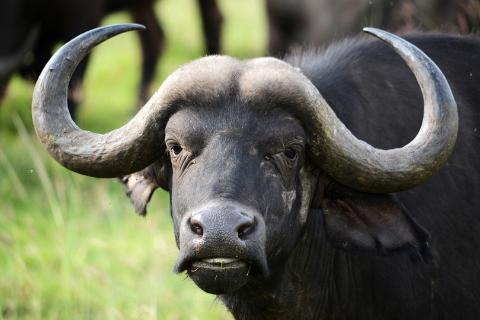 <p>最大哺乳动物是什么？</p>