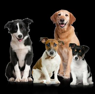 <p>gǒu-dog<span data-tex=""> </span></p>