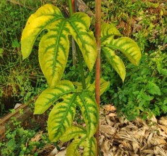 <p>图片上植株为缺(  )症状</p>