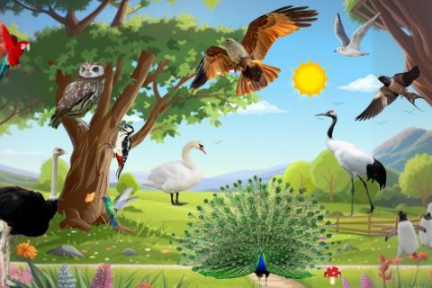 猜猜我是谁、小鸟来帮忙