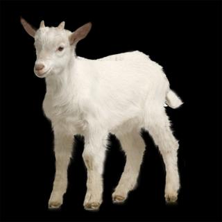 <p>yángròu-<span data-tex=""> </span>mutton</p>