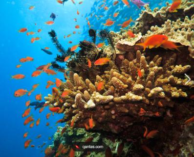 <p>In which country would you find the Great Barrier Reef?</p>