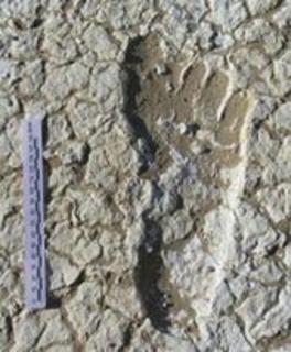 <p>In "Fast human in history", how many fossil footprints have scientists found in total?</p>