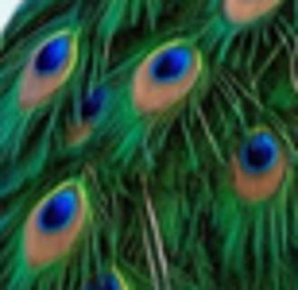 <p>哪只小鸟的羽毛？</p>