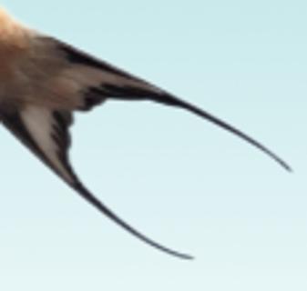 <p>哪只小鸟的尾巴？</p>