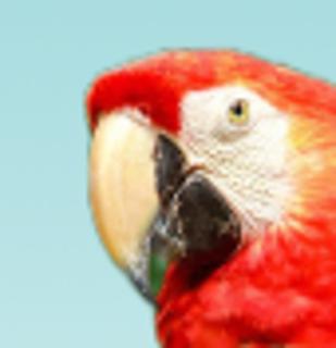 <p>哪只小鸟的嘴巴？</p>