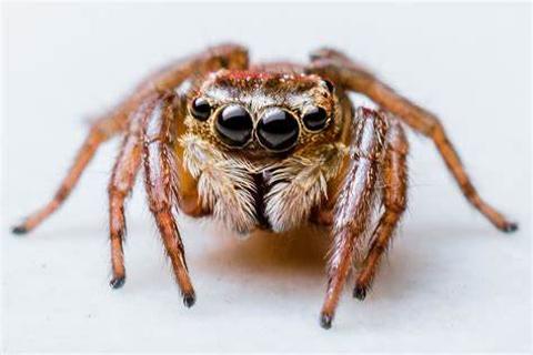 <p><strong>I hate spiders, _______ I always scream when I see one.</strong></p>