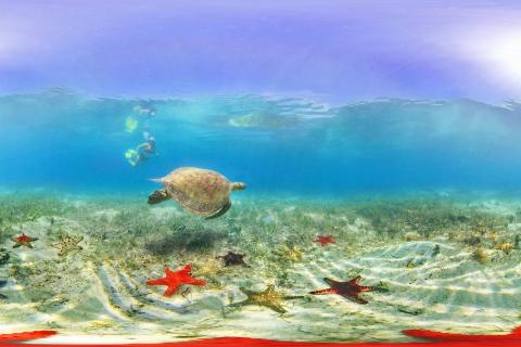 每种动物的活动方法