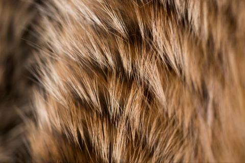 皮草基础知识测试