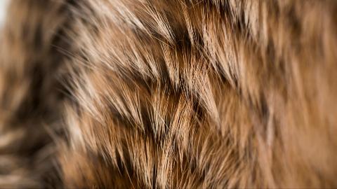 <p>以下关于皮草的保养方式，错误的是？</p>