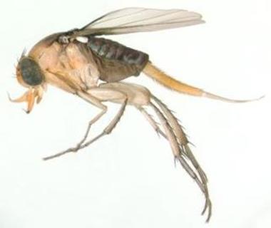 <p>这张图片是哪种小飞虫</p>