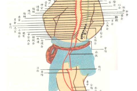 足太阳膀胱经课后测试