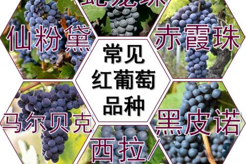 红葡萄品种复习