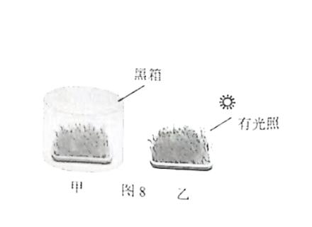 <p>如图所示，某学习小组选用大小相同的甲、乙两盆麦苗，甲盆放入黑箱，乙盆放在有光照的地方，两盆所处环境温度相同，浇同样量的水。几天后，他们观察到的现象，证明了麦苗的生长需要阳光。他们观察到的现象是</p>