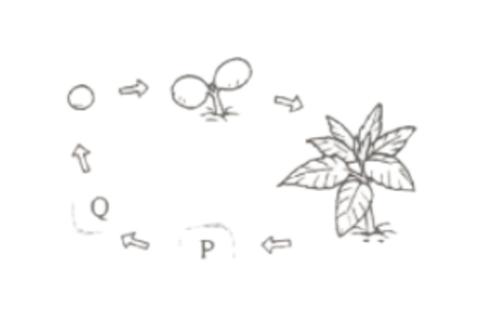 <p>图是某植物生长过程的示意图。其中，P和Q分别代表的是</p>