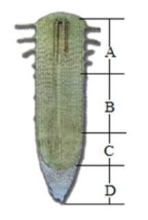 <p>如图是植物根尖结构示意图&#xff0c;下列叙述错误的是&#xff08;    &#xff09;<span data-tex=""> </span></p>