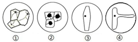 <p>如图表示洋葱根尖的结构及部分生理过程&#xff0c;下列说法正确的是&#xff08;    &#xff09;</p>