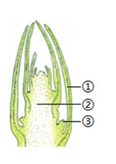 <p>如图是叶芽&#xff08;枝芽&#xff09;的纵切结构图&#xff0c;下列有关叙述错误的是&#xff08;    &#xff09;<span data-tex=""> </span></p>