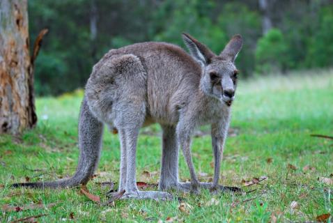 <p><strong>What animal is this?</strong></p>