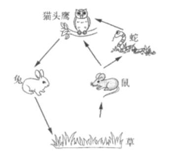 <p>下图是某森林生态系统中的食物网，找出图中错误的食物链</p>