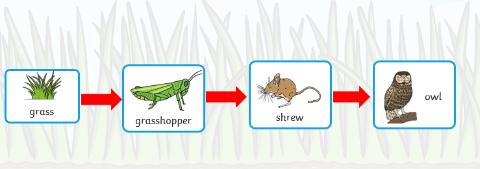 <p>某地区人口众多，又喜欢捕猎动物。当地农林害虫和鼠害非常严重，最可能的一个原因是</p>