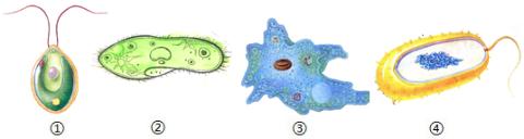 <p>单细胞生物几乎无处不在。如图是常见的几种单细胞生物，下列关于它们的叙述正确的是(  )</p>