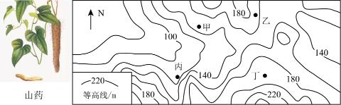 <p><strong>山药是缠绕性藤本喜光植物，幼苗期不耐寒，宜在排水良好处种植。因此，朝南的坡地成为山药种植的首选。读华北地区某山药种植基地的等高线地形图，完成下面小题。</strong><span data-tex=""> </span><span data-tex=""> </span>甲、乙、丙、丁四地中，种植山药的自然条件最好的是（ <strong> </strong>  ）</p>