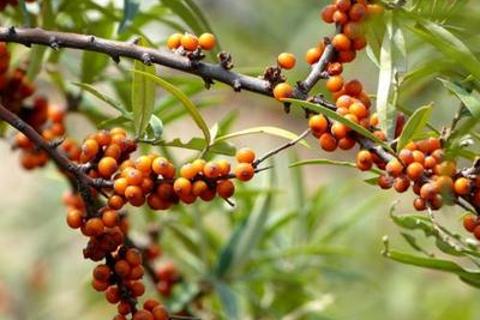 中药分析概论-总