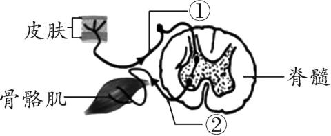 <p>如图是缩手反射反射弧的模式图，若②处损伤，当手被烫后，则导致( )</p>