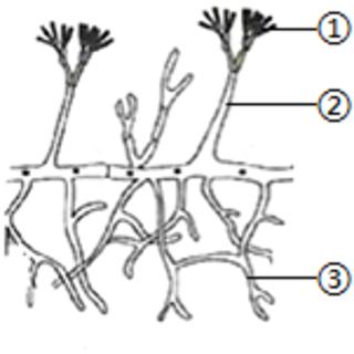 <p>某同学发现家里的橘子长出了青绿色的“毛”，在学习了微生物的知识后，用显微镜对“毛”进行了观察，观察到的结构如图所示，结构③为（　　）</p>