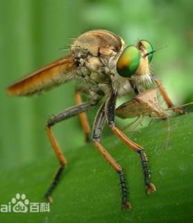 <p>以下选项中对图中昆虫的描述正确的是（）<span data-tex=""> </span></p>