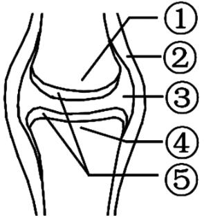<p>双醋瑞因是治疗关节炎的常用药物，有诱导软骨生成和抗炎等作用。如图所示为关节结构模式图。下列有关说法不正确的是（　　） </p>