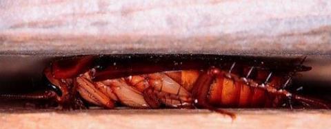 <p>这是什么？</p>