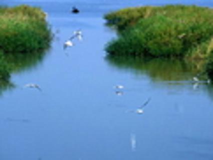 <p>图片中展示的生态系统是（  ）</p>