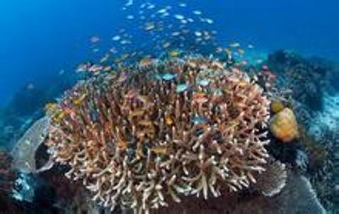 <p>图中展示的生物群落主要生活在以下哪种生态系统中？（ ）</p>