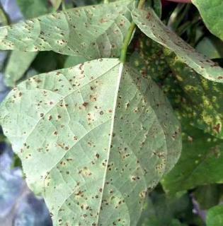 <p>图片中的属于哪种菊花锈病？</p>