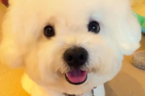 小狗品种知识测验