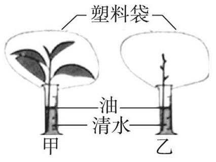 <p>从同一株植物上剪下两根长势相近的枝条，进行如图处理。将装置放在适宜条件下，数小时后发现甲装置塑料袋壁上的水珠比乙多。下列相关叙述<strong>错误</strong>的是(  )</p>