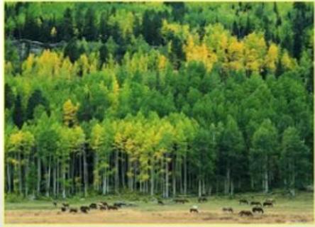 <p>下列哪项不是森林生态系统调节气候的方式（ ）</p>