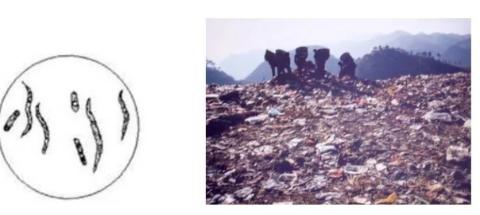 <p>在生态系统中，能参与降解有机物的生物有（ ）</p>