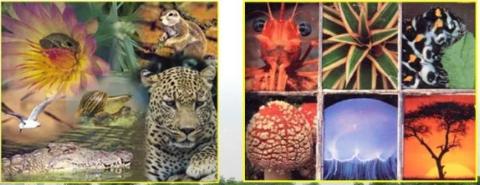 <p>生物多样性之所以是生态系统的重要功能，是因为（ ）</p>