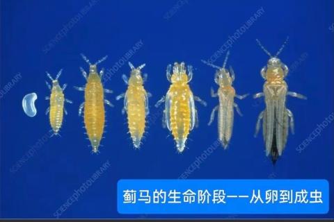 昆虫纲缨翅目鞘翅目