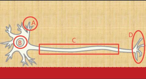 <p>图中人类神经元结构中哪一个是用于输入信息的树突？In the neuron structure diagram, which part is the dendrite for info input?</p>
