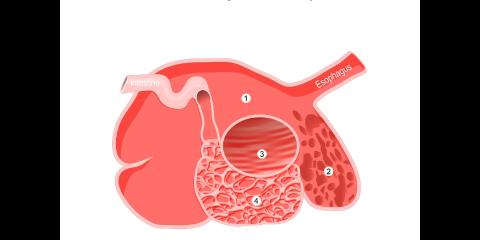 <p><strong>牛其实有几颗胃？How many stomachs does a cow have?</strong></p>